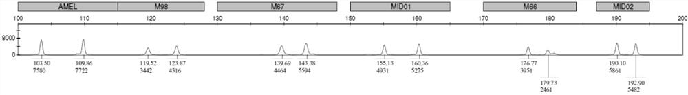 PCR amplification system and detection kit for genotyping of three SNP loci related to human folic acid metabolism