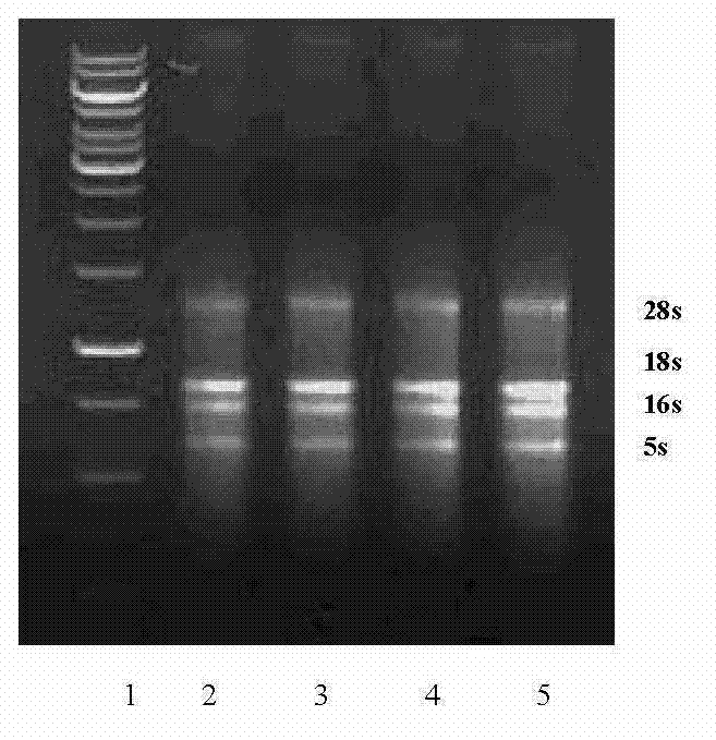 Jade wheat farnesyl pyrophosphate synthase gene yfps and its isolation and clone, site-directed mutagenesis and detection method of enzyme function