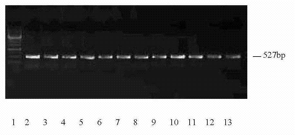 Jade wheat farnesyl pyrophosphate synthase gene yfps and its isolation and clone, site-directed mutagenesis and detection method of enzyme function