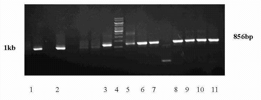 Jade wheat farnesyl pyrophosphate synthase gene yfps and its isolation and clone, site-directed mutagenesis and detection method of enzyme function