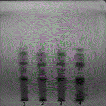 Thin-layer chromatography identification method of carbonized herb processed product