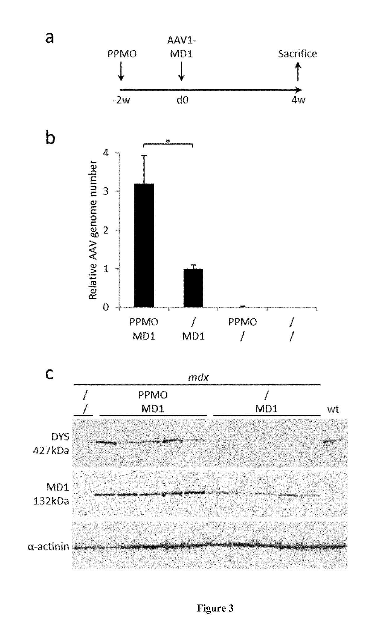 Combined therapy for duchenne muscular dystrophy