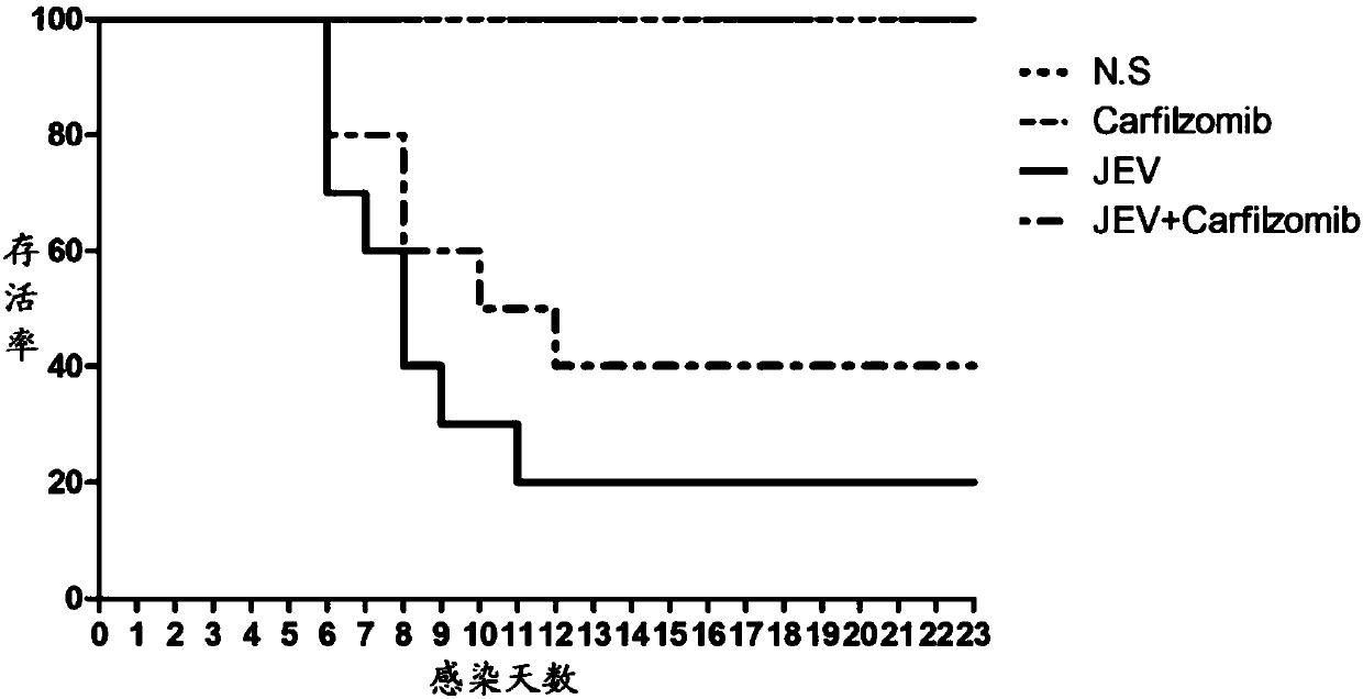 Application of 20S proteasome inhibitor in preparing medicine for treating Japanese B encephalitis virus infection