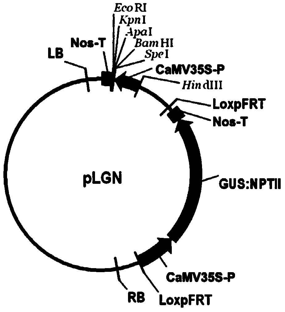 A plant expression vector and its application in improving cotton yield