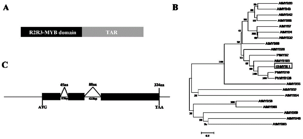 A cotton fiber-specific mybl1 gene