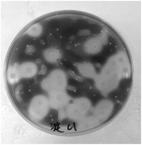 Bacillus velezensis D1 with function of efficiently degrading feed starches in aquaculture water body and application of bacillus velezensis D1
