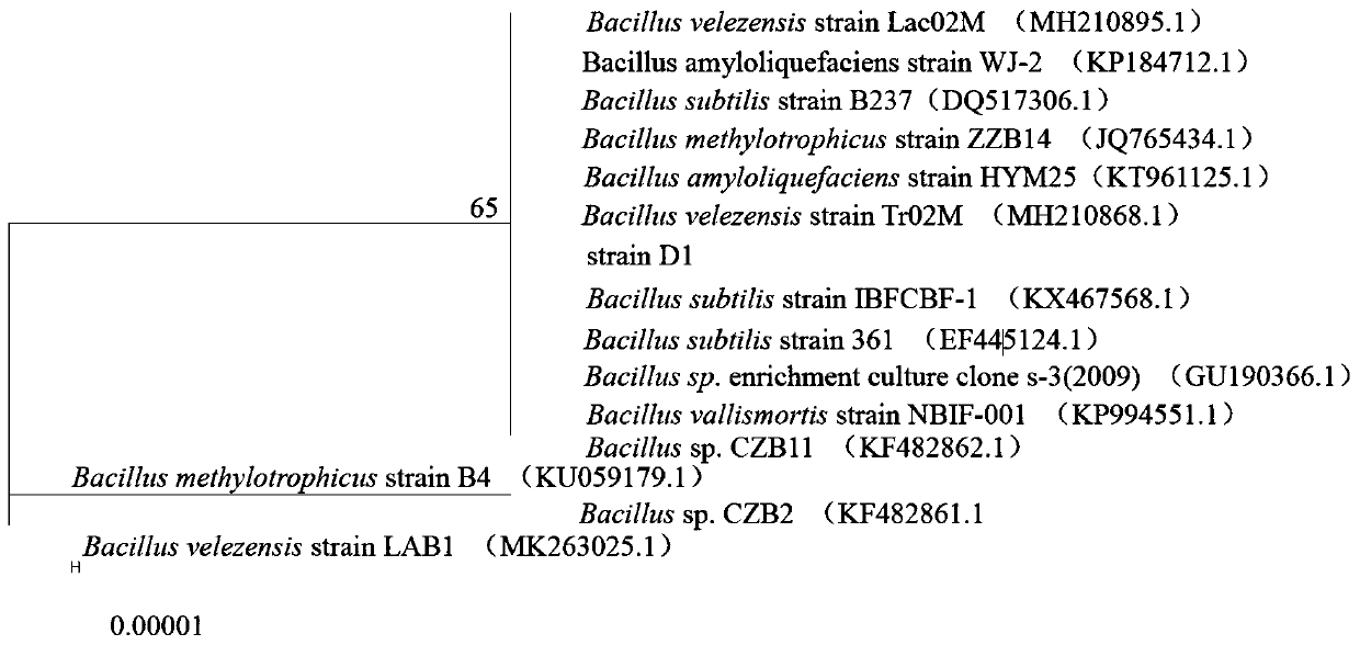 Bacillus velezensis D1 with function of efficiently degrading feed starches in aquaculture water body and application of bacillus velezensis D1