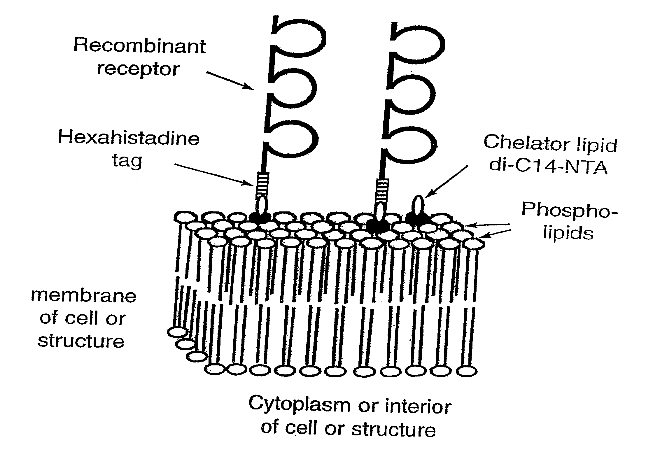 Model membrane systems