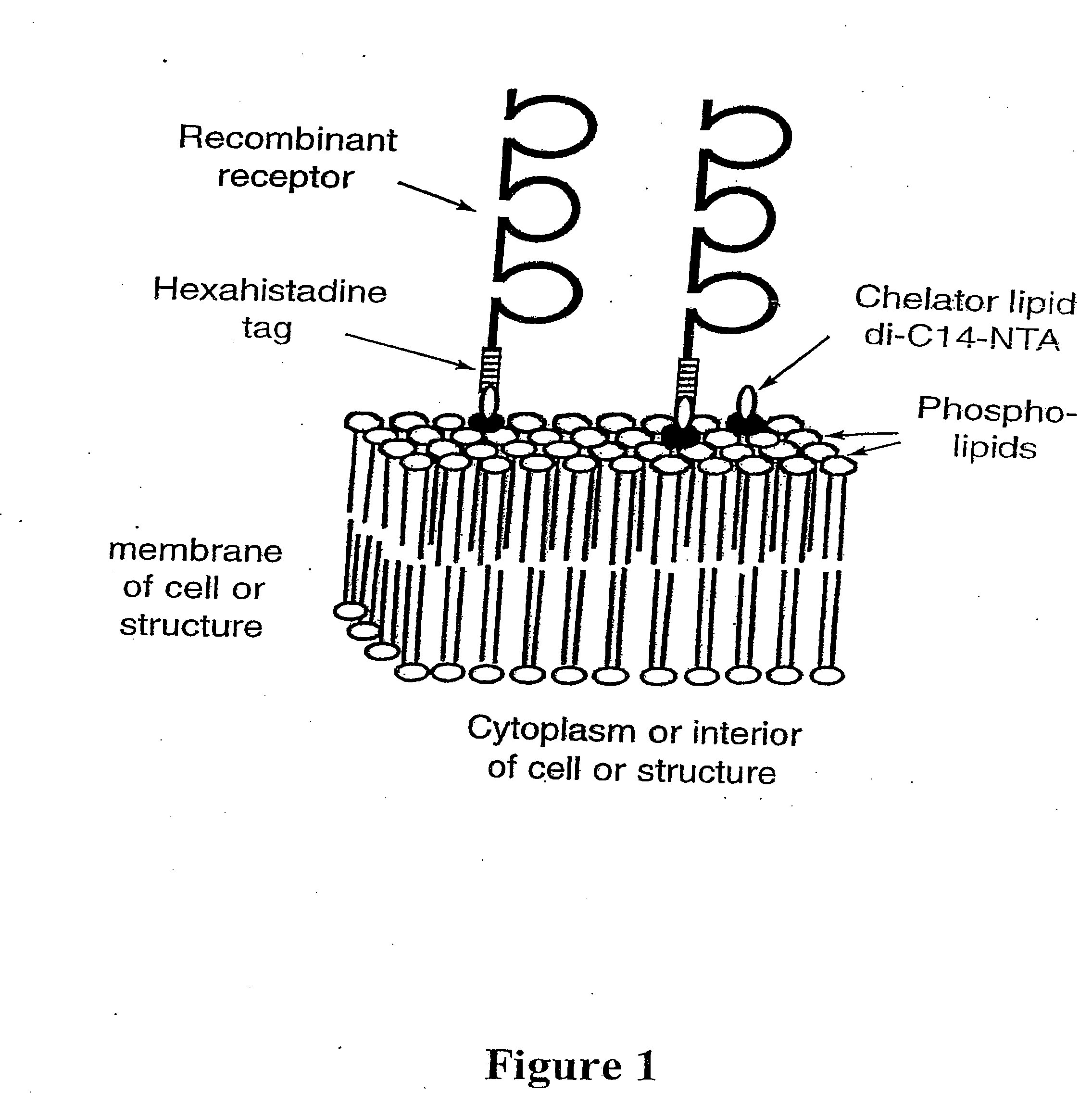 Model membrane systems