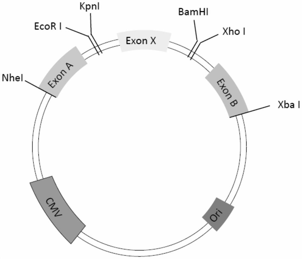 Mini-gene splicing reporter plasmid and its construction method and application