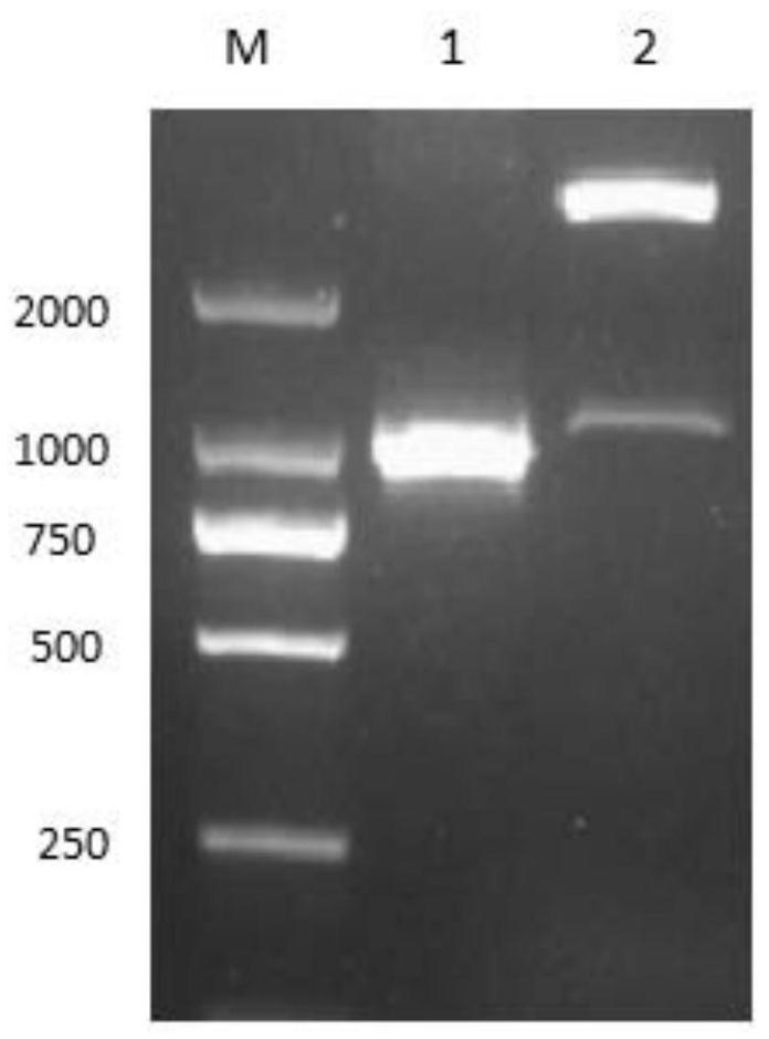 Mini-gene splicing reporter plasmid and its construction method and application