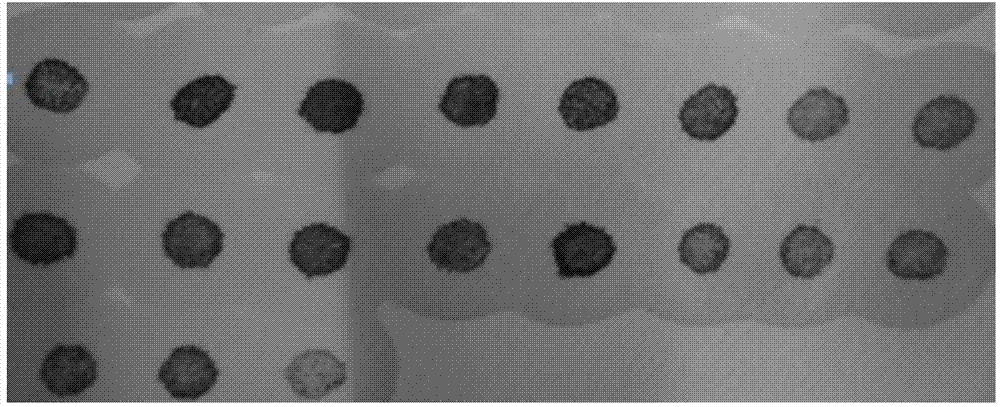 Method for detecting non-specific esterase activity of aphids and detection reagent box