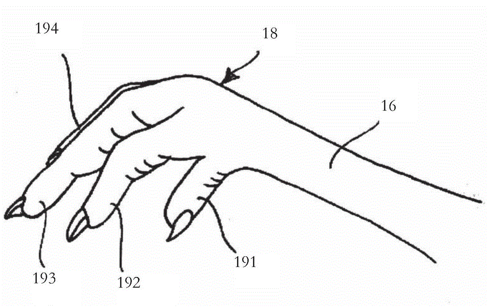 A method of suspending a bird from a shackle and an apparatus for suspending birds