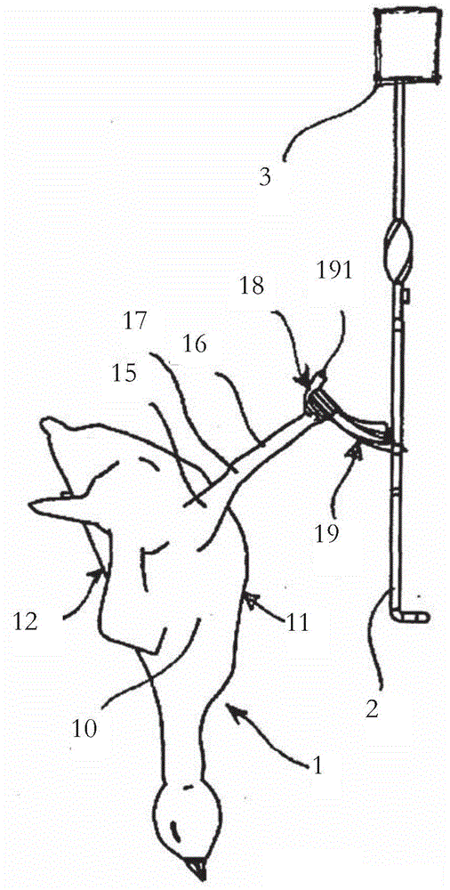 A method of suspending a bird from a shackle and an apparatus for suspending birds