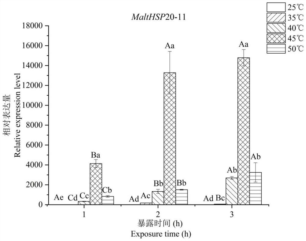 A heat shock protein malthsp20-11 of Monochamus alternatus and its coding gene and application