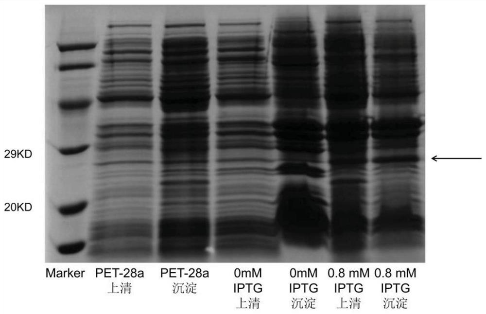 A heat shock protein malthsp20-11 of Monochamus alternatus and its coding gene and application