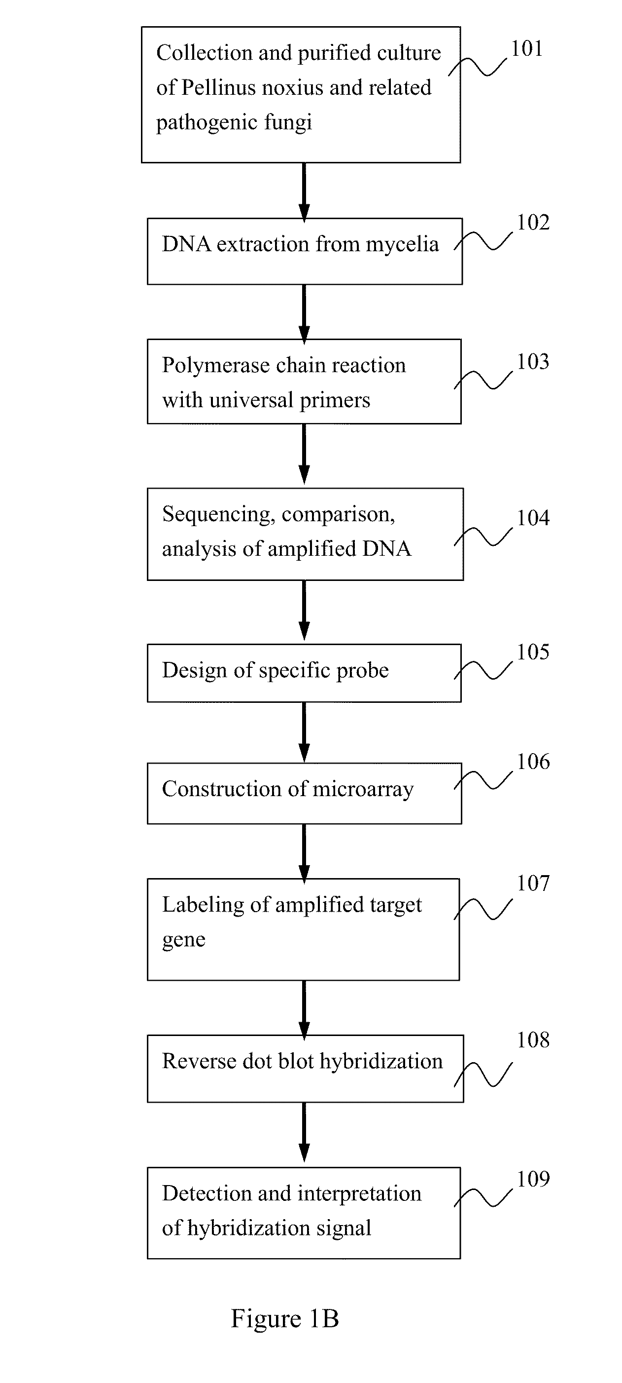 Microchip for identifying phellinus species and the method thereof