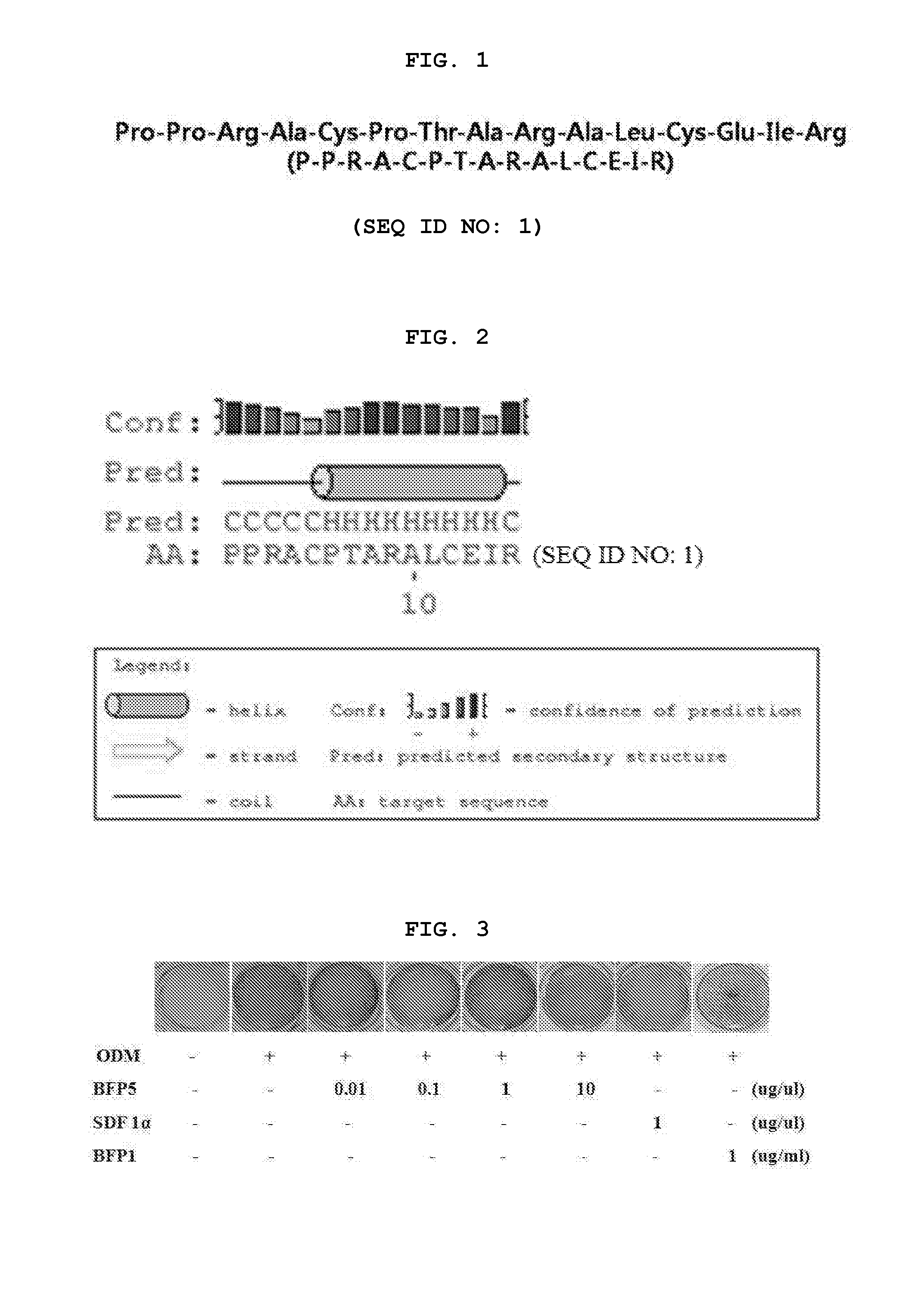 Peptide for promoting osteogenic differentiation or vascularization and use thereof