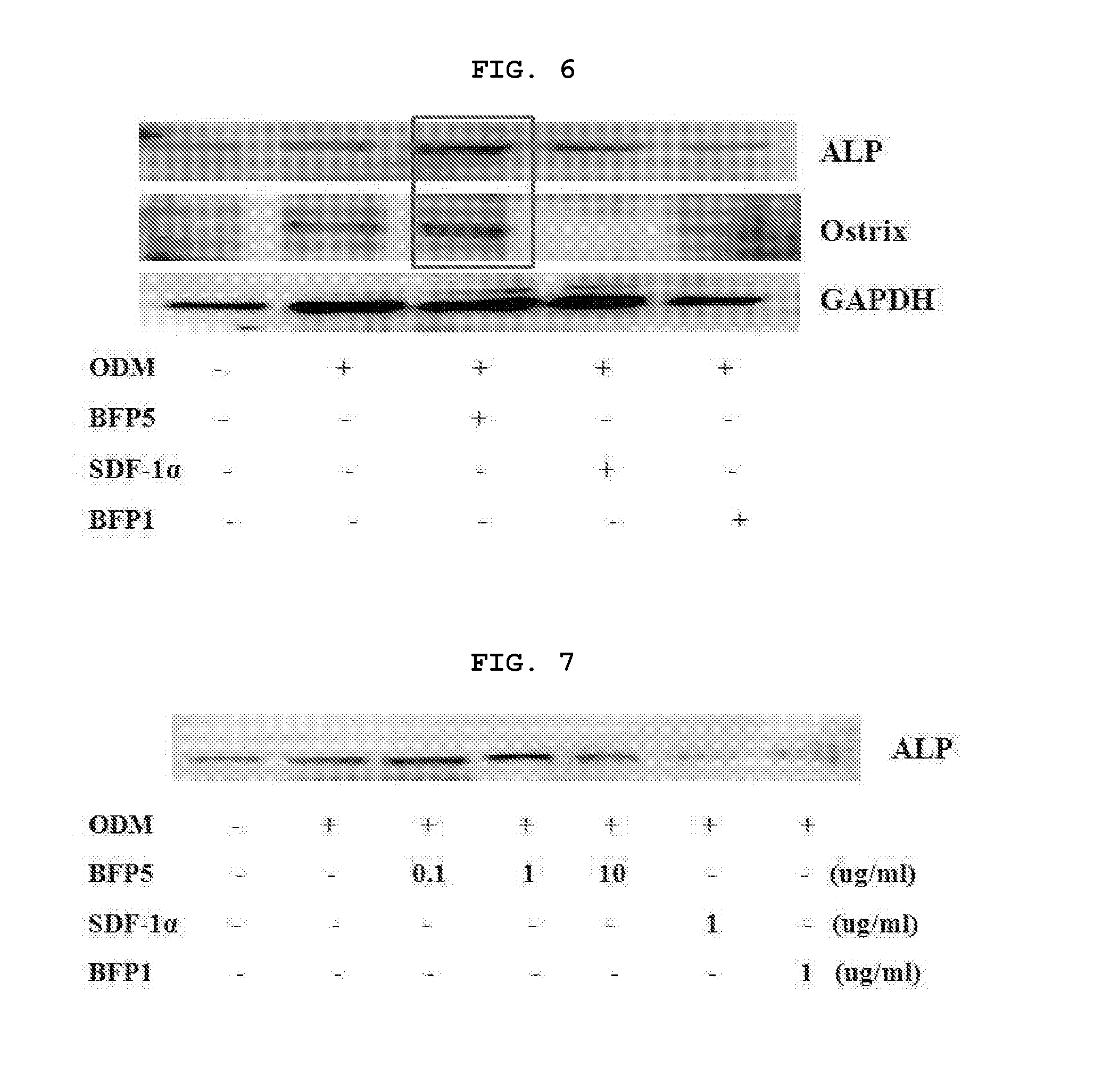 Peptide for promoting osteogenic differentiation or vascularization and use thereof