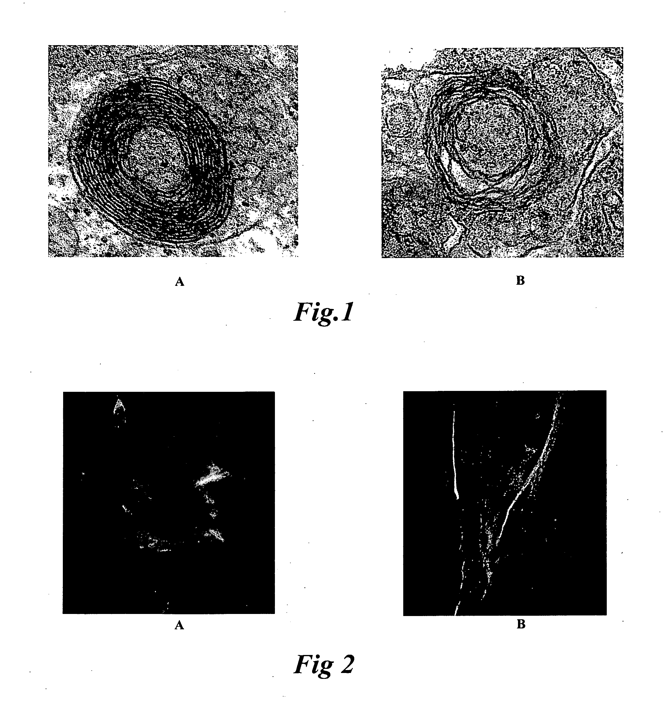 Cell Culture Model for Demyelination/Remyelination