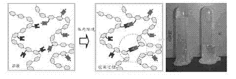 Preparation method of injectable self-curing hypoglycemic hydrogel