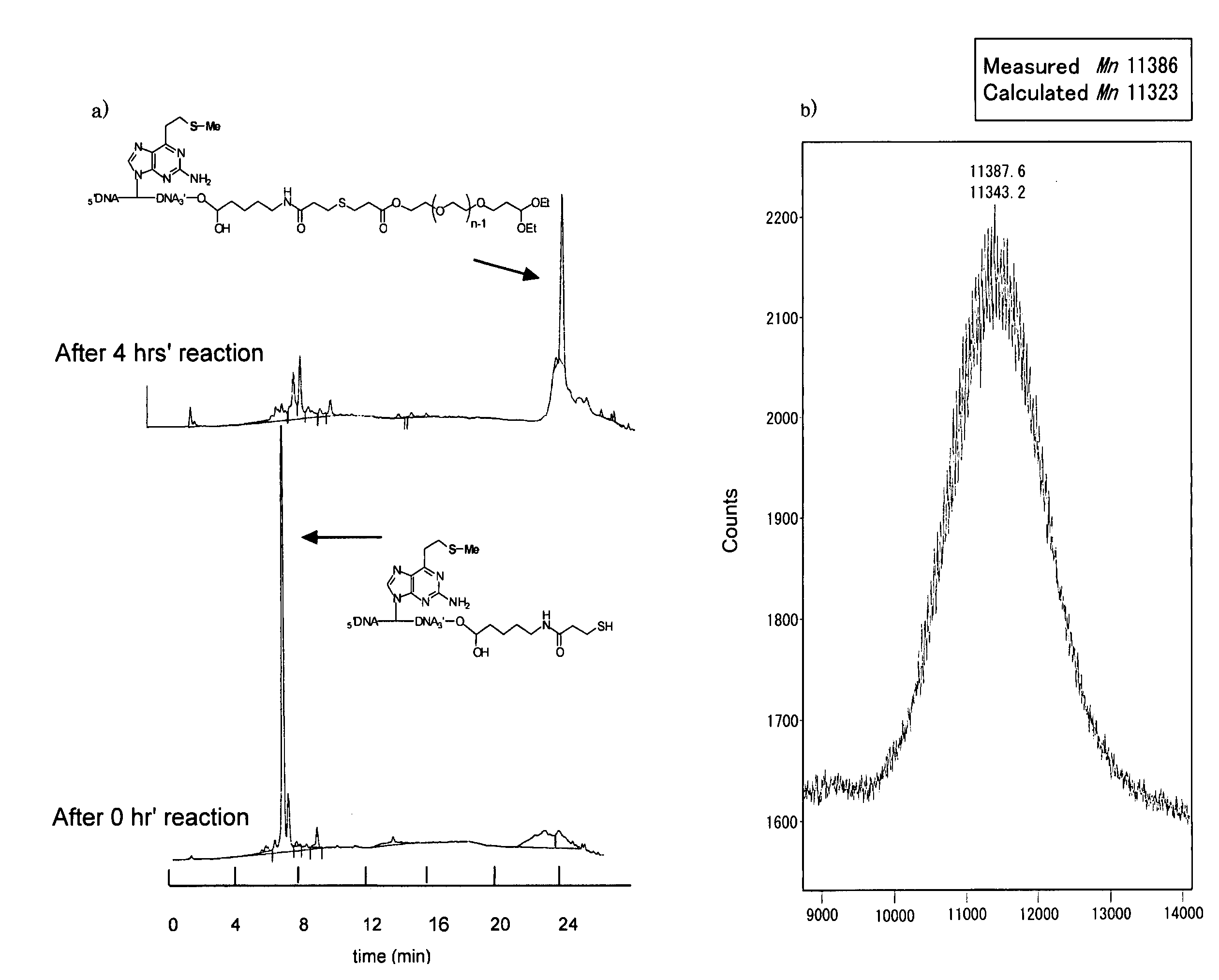 PEG-functional nucleic acid conjugate