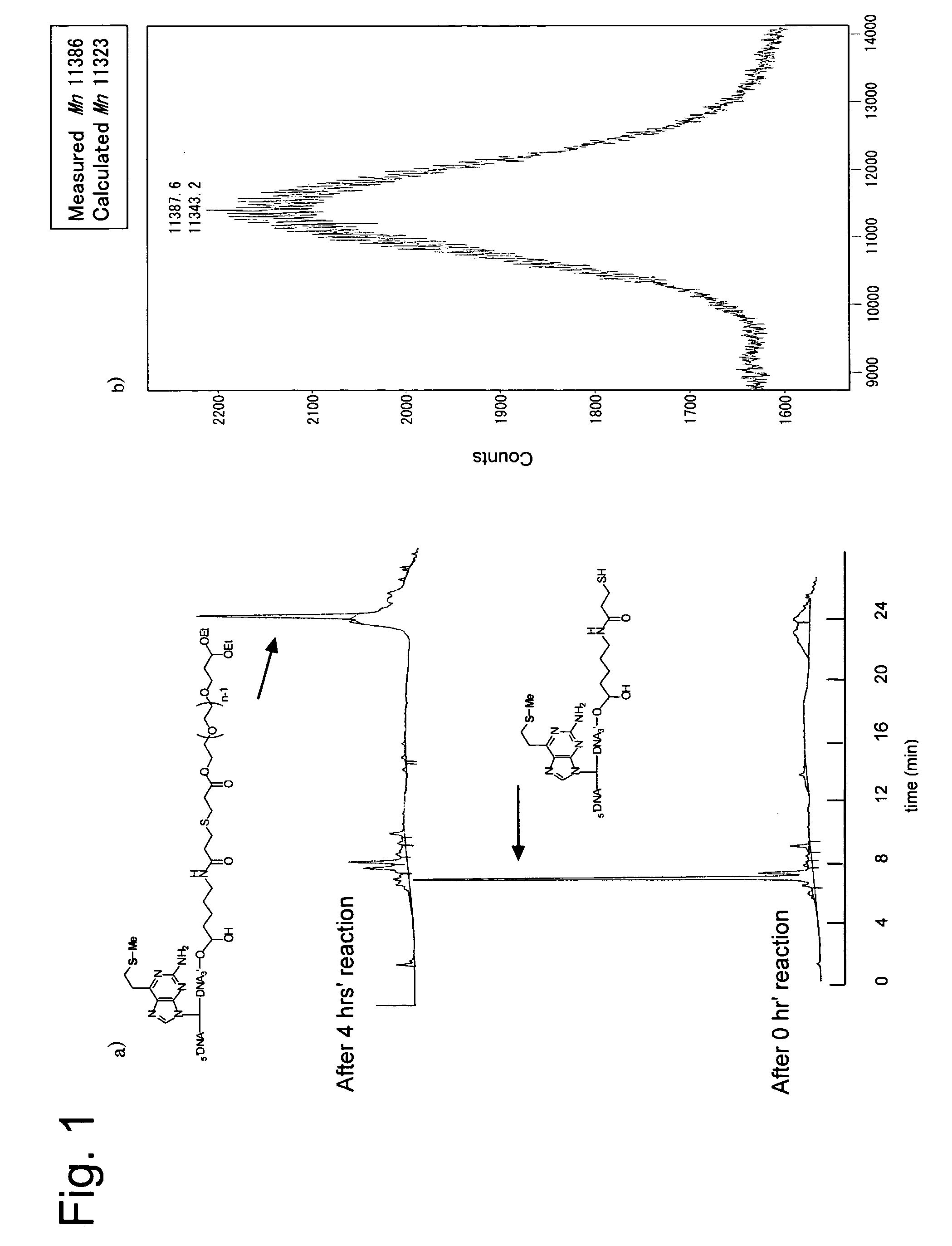 PEG-functional nucleic acid conjugate