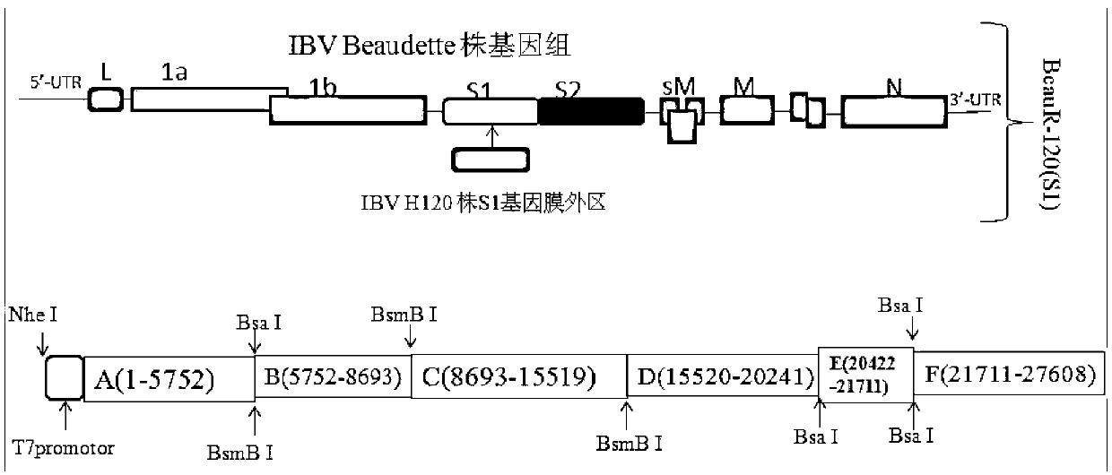 Recombinant virus of chimeric IBV H120 S1 gene ectodomain suitable for cell culture and construction method and application thereof