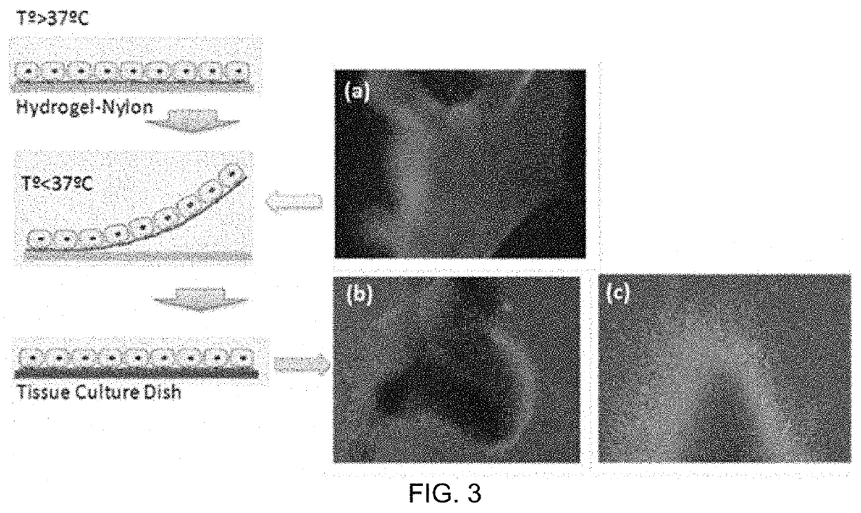 Vinyl-Lactam-Based Hydrogel Coatings