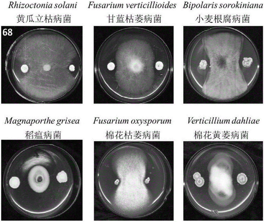 Streptomyces albidoflavus and applications thereof in microbial fertilizers