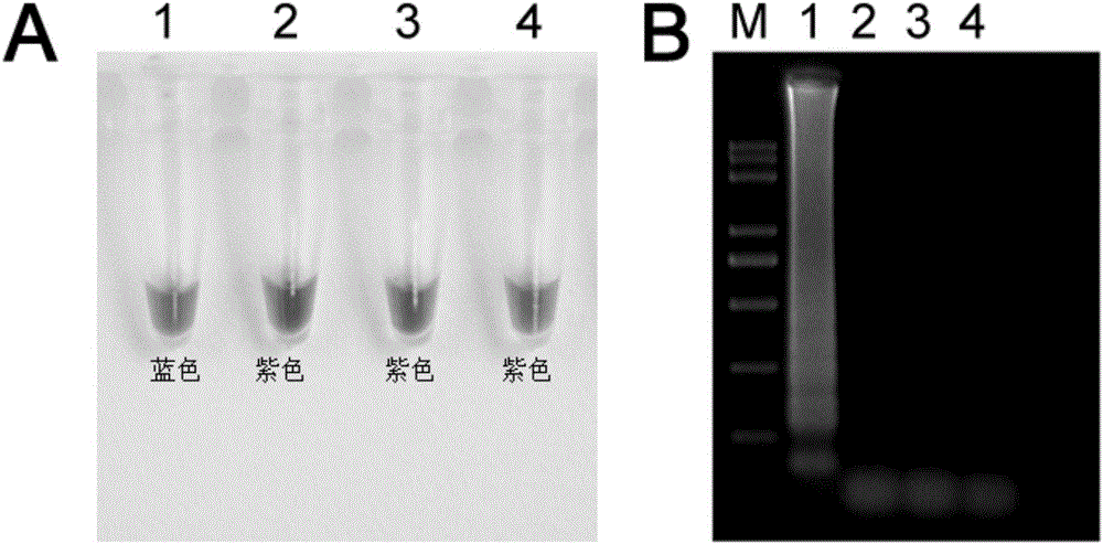 LAMP primer composition, kit and detection method for detecting pythium ultimum