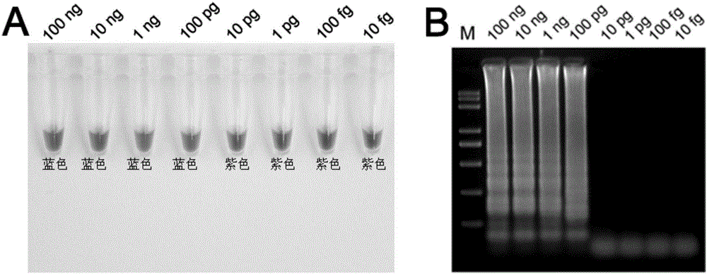 LAMP primer composition, kit and detection method for detecting pythium ultimum