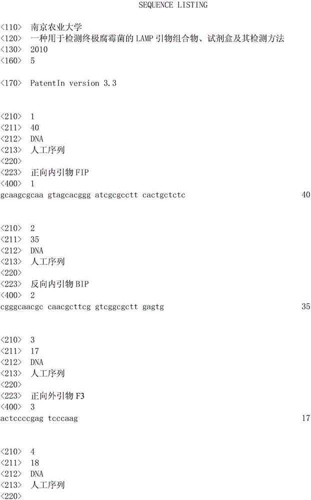 LAMP primer composition, kit and detection method for detecting pythium ultimum