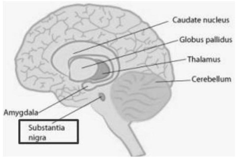 A method for localizing the substantia nigra region of the non-human primate brain
