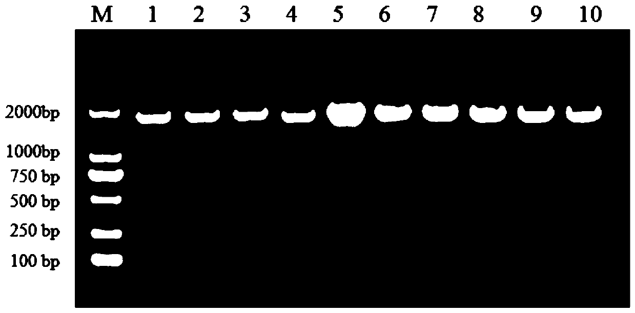 Universal primer of ribosome internal transcribed spacer of opisthorchidae trematode and design and amplification method