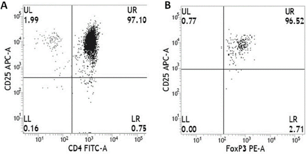 Sorting and amplification method of human peripheral blood CD4+CD25+Foxp3+ regulatory T cells