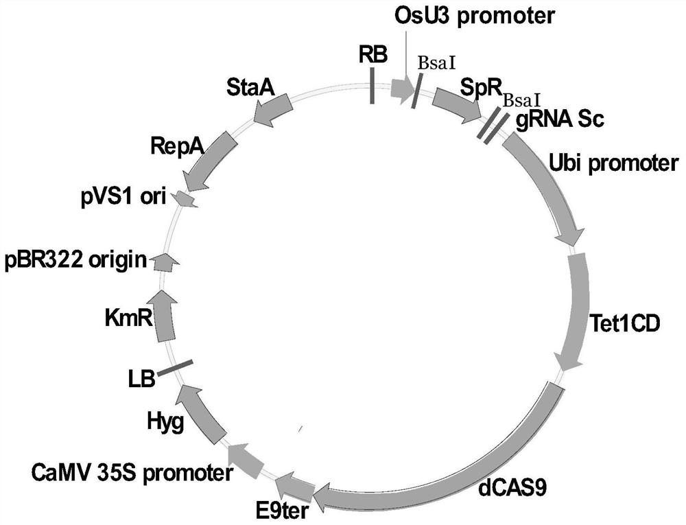 Method for regulating methylation level of plant genome DNA (Deoxyribose Nucleic Acid) specific region