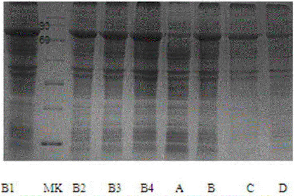 Antibody-bound protein L and preparation method thereof