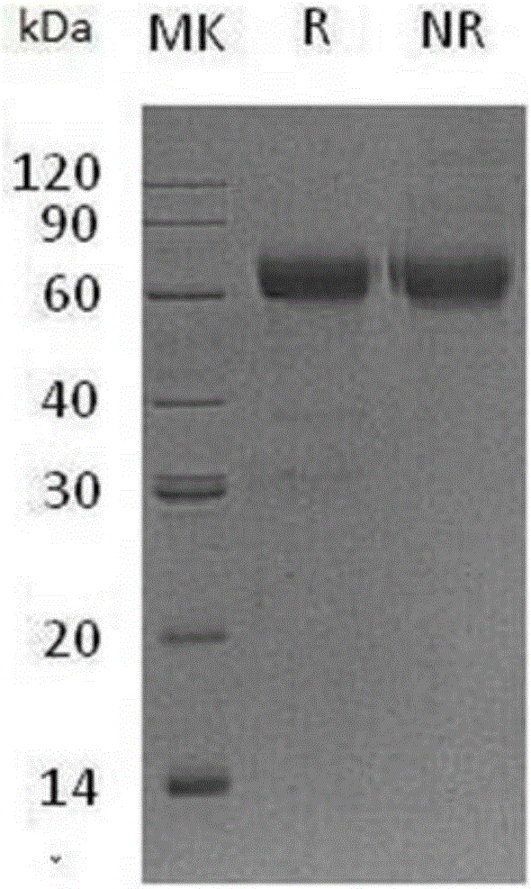 Antibody-bound protein L and preparation method thereof