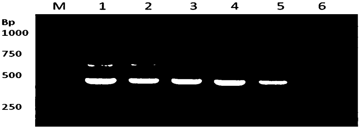 Nucleic acid, kit and detection method for detecting pigeon salmonella paratyphi