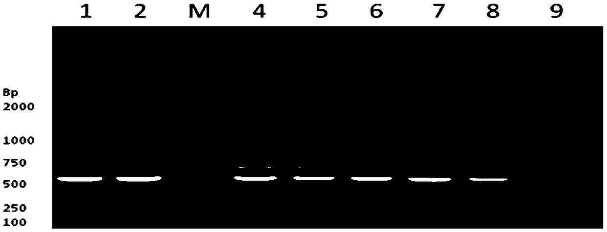 Nucleic acid, kit and detection method for detecting pigeon salmonella paratyphi