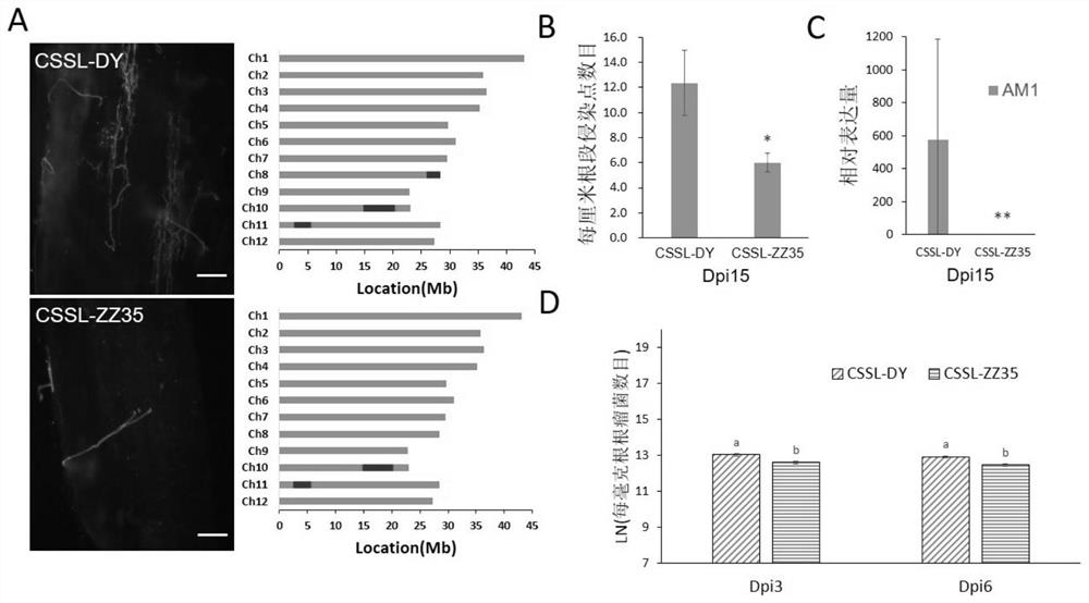 Protein for promoting symbiosis between plant root system and symbiotic bacteria, isolated nucleic acid molecule and application cultivation method thereof