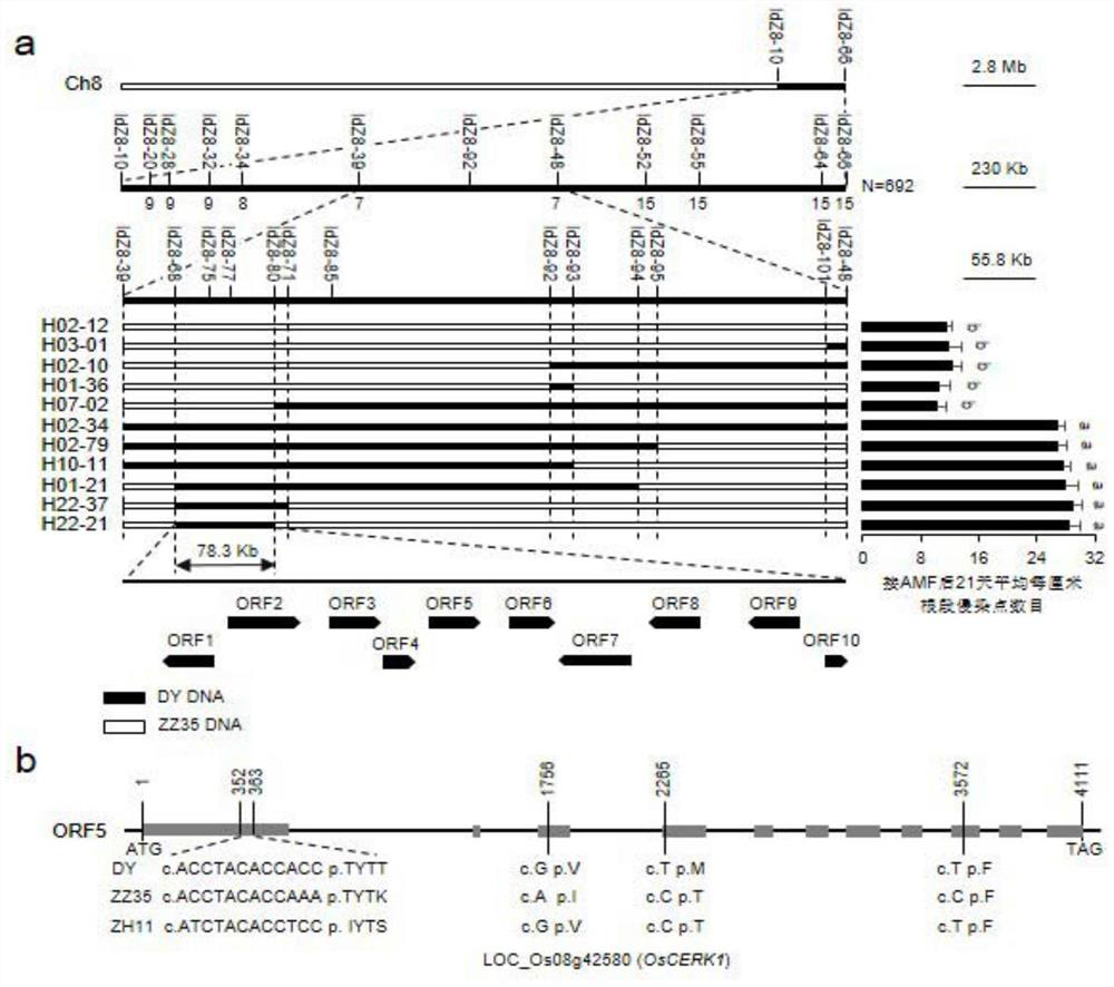 Protein for promoting symbiosis between plant root system and symbiotic bacteria, isolated nucleic acid molecule and application cultivation method thereof