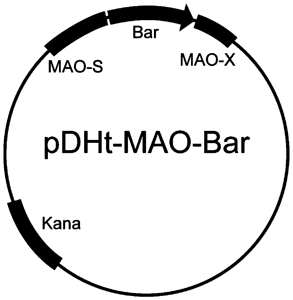 Recombinant broad-spectrum metarhizium anisopliae and its preparation method and application