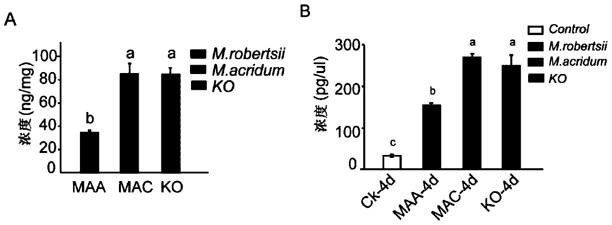Recombinant broad-spectrum metarhizium anisopliae and its preparation method and application