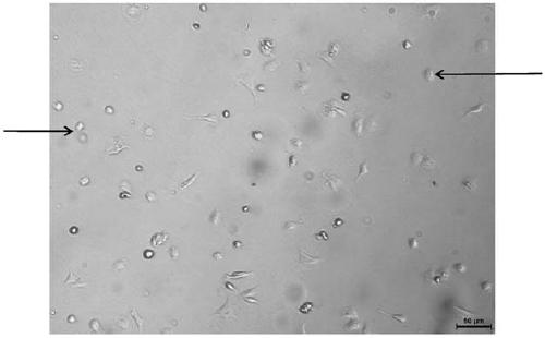 Method for acutely separating rat and suckling mouse cardiomyocytes