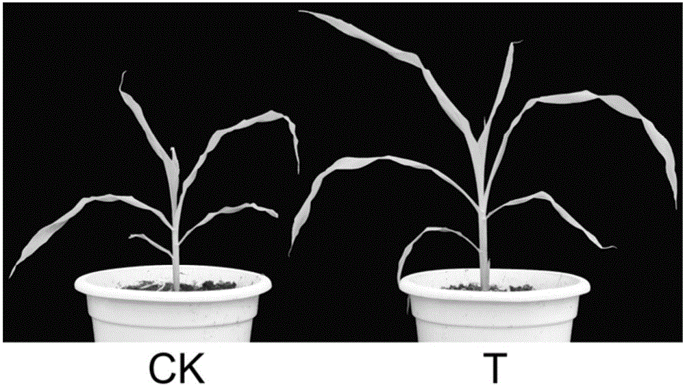 Application of CYP78A gene in increasing of plant height of corns and growth vigor of plants