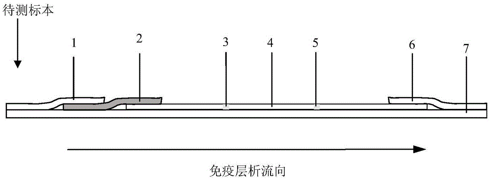 Novel improved immunochromatographic test strip, and preparation and application thereof