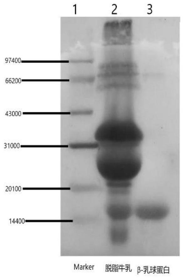 Antigen epitope peptide of beta-lactoglobulin, complete antigen, antibody and method for determining residual quantity of beta-lactoglobulin