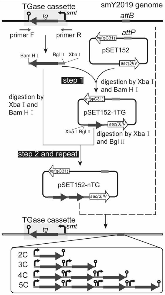 Recombinant streptomyces mobaraensis and application thereof in production of transglutaminase
